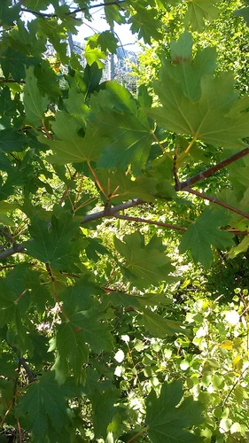 Image of Acer hyrcanum by (c) Михаил Орлов, some rights reserved (CC BY)