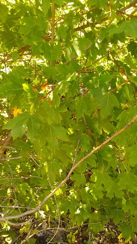 Image of Acer hyrcanum by (c) Михаил Орлов, some rights reserved (CC BY)