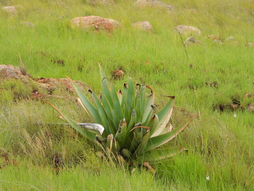Aloe macroclada, photograph 3