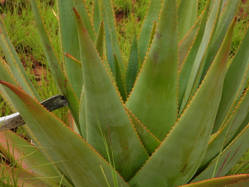 Aloe macroclada, photograph 1