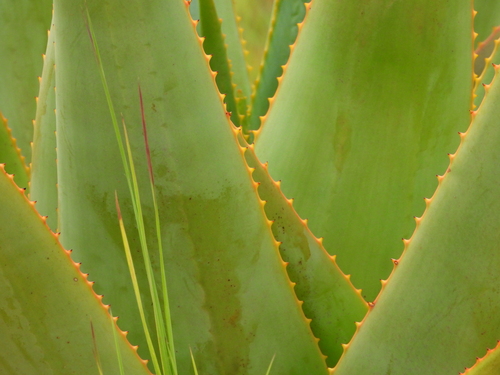 Aloe macroclada