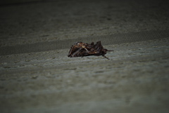 Autographa rubidus