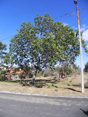 Caryocar brasiliense