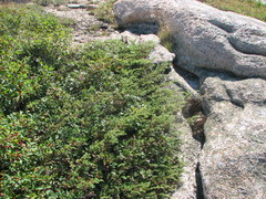 Juniperus communis depressa