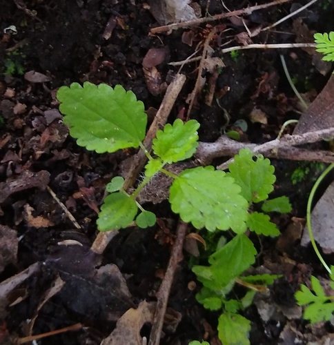 Image of Hesperocnide tenella by no rights reserved