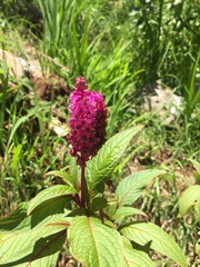 Phytolacca rugosa
