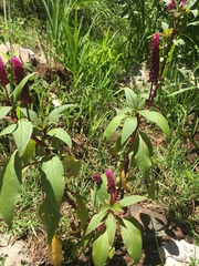 Phytolacca rugosa