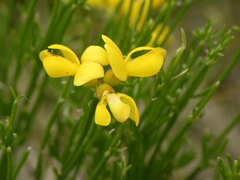 Genista radiata