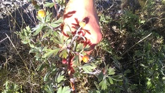 Crataegus pentagyna