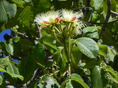 Caryocar brasiliense