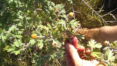 Crataegus pentagyna