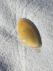 Donacidae