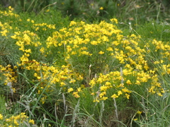 Genista radiata