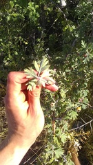 Crataegus pentagyna