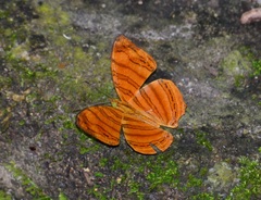 Chersonesia rahria