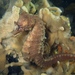 Observation photo