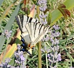 Iphiclides podalirius