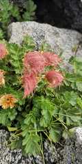 Geum reptans
