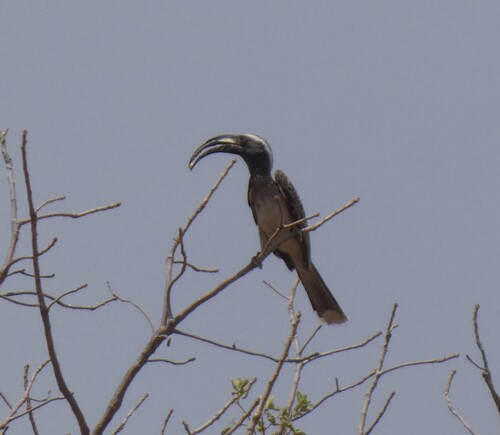 African Gray Hornbill