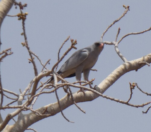 Dark Chanting-Goshawk