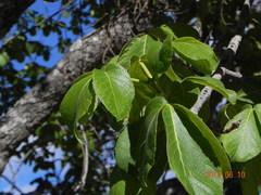 Caryocar brasiliense