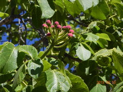 Caryocar brasiliense