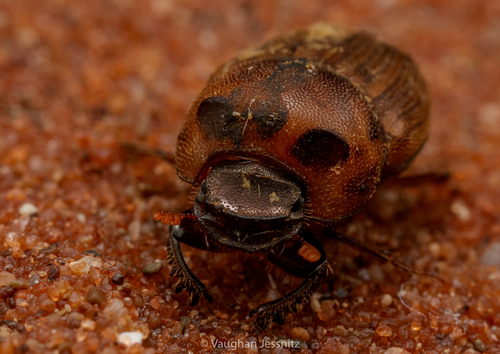 Milichus rhodesianus