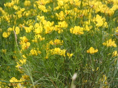 Genista radiata