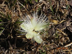 Caryocar brasiliense