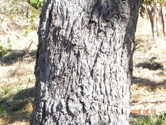 Caryocar brasiliense