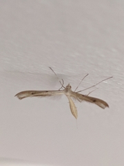 Stenoptilia