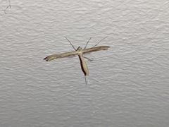Stenoptilia