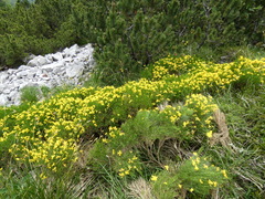 Genista radiata