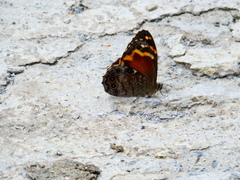 Chonala praeusta