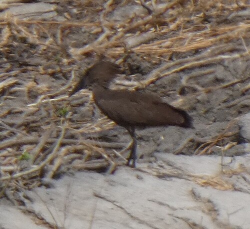 Hamerkop