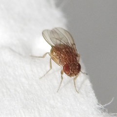 Drosophila repleta
