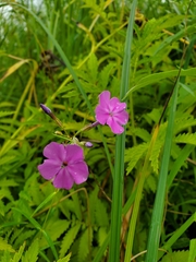 Phlox glaberrima interior