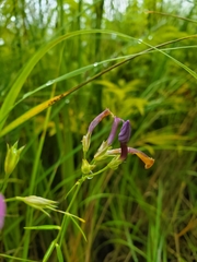 Phlox glaberrima interior
