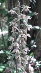 Epipactis purpurata