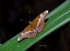 Lebadea martha parkeri