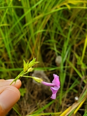 Phlox glaberrima interior