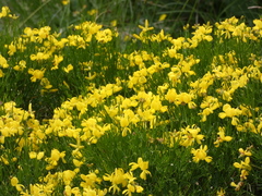 Genista radiata