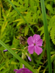 Phlox glaberrima interior