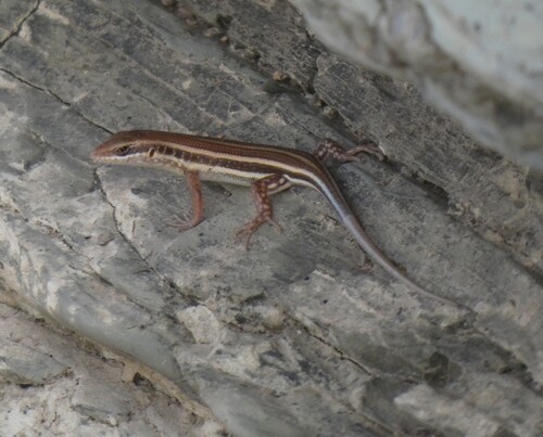 African Five-lined Skink
