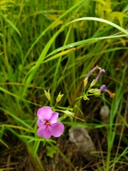 Phlox glaberrima interior
