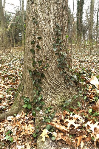 Hedera helix