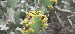 Euphorbia antiquorum