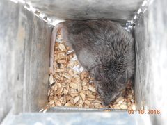 Onychomys leucogaster