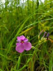 Phlox glaberrima interior