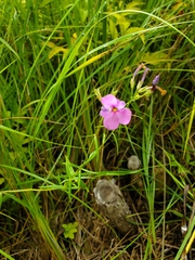 Phlox glaberrima interior